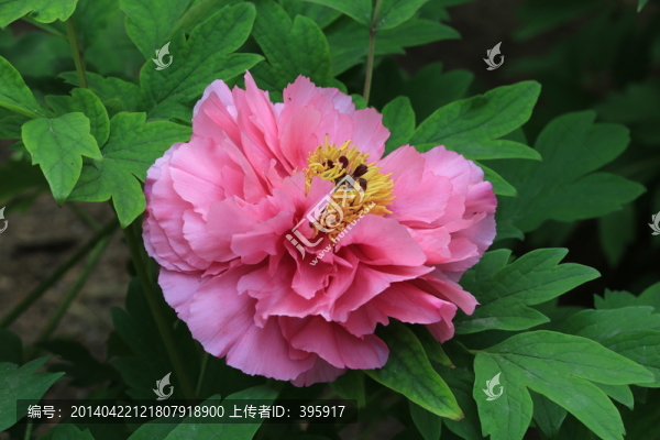 牡丹