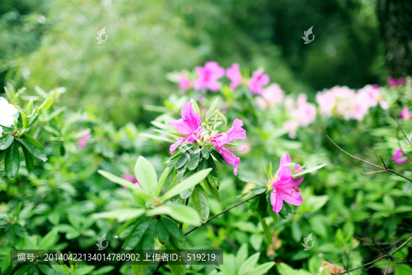 杜鵑花