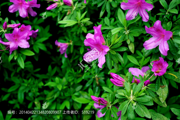 杜鵑花