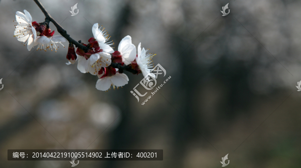 杏花