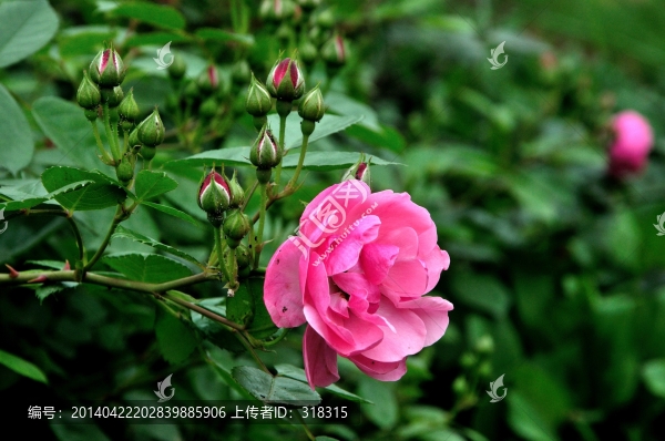 雨后月季