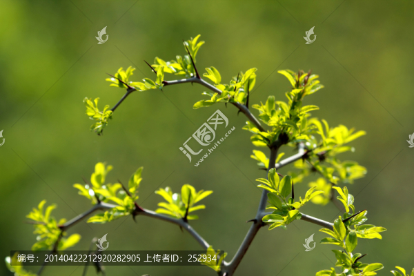 嫩芽