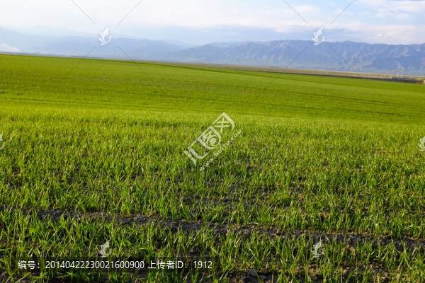 田野