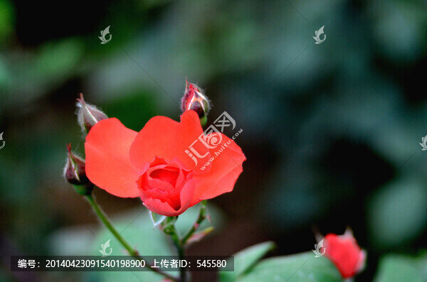 月季,紅