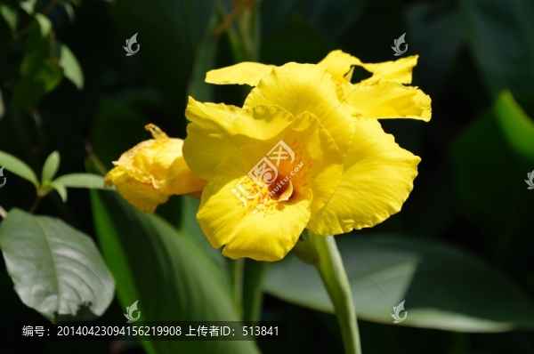 美人蕉