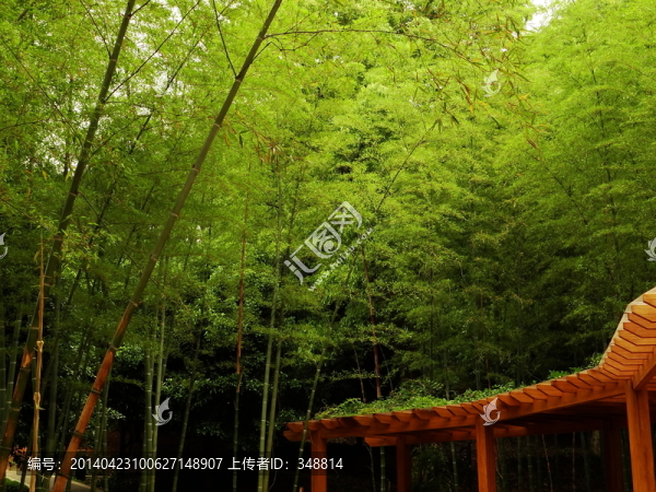 竹林與廊