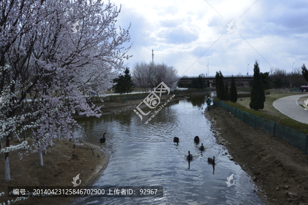 黑天鵝