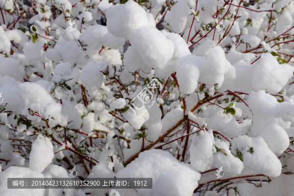 瑞雪