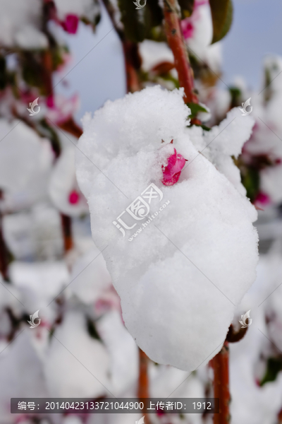 冰雪榆葉梅