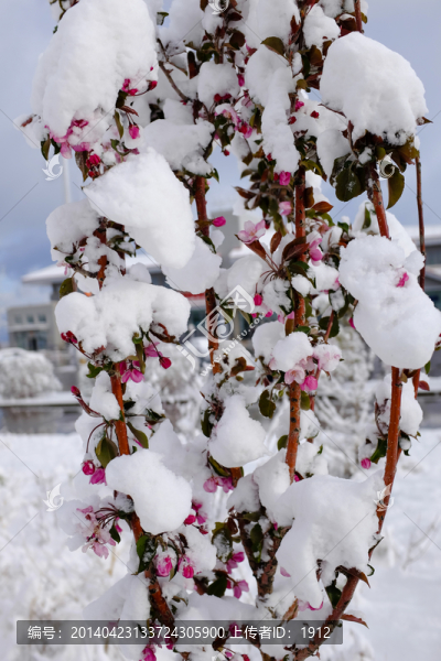 雪中榆葉梅