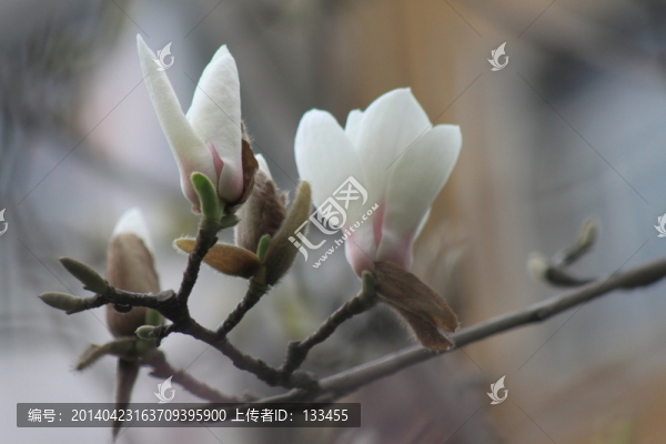 玉蘭