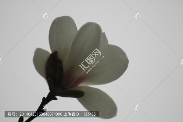 玉蘭