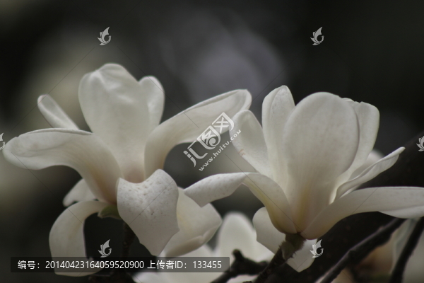玉蘭
