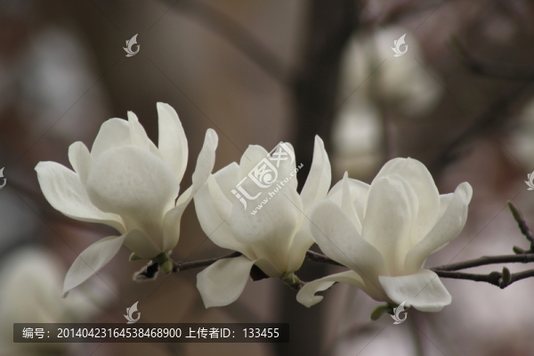 玉蘭