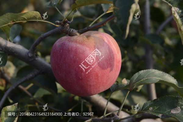 蘋果