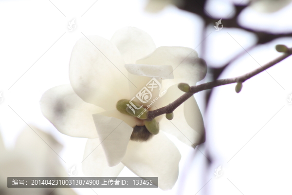 玉蘭