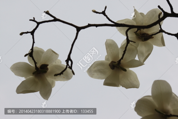 玉蘭