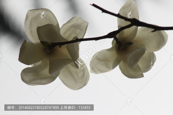 玉蘭花