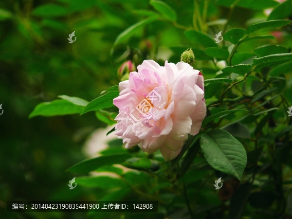 薔薇花