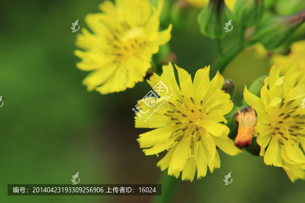漂亮的小黃花