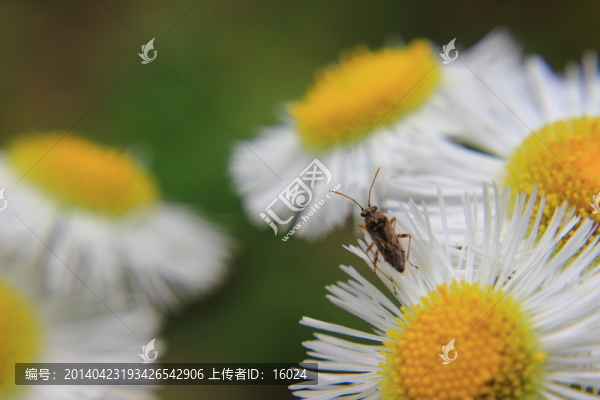 花與蟲