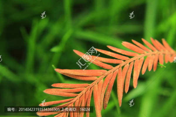 紅綠配