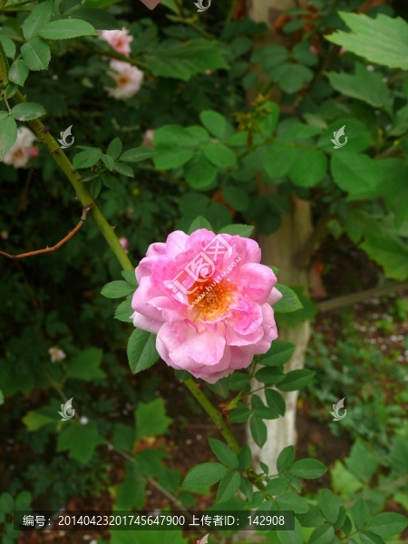 一朵薔薇花