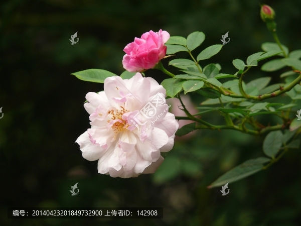 薔薇花