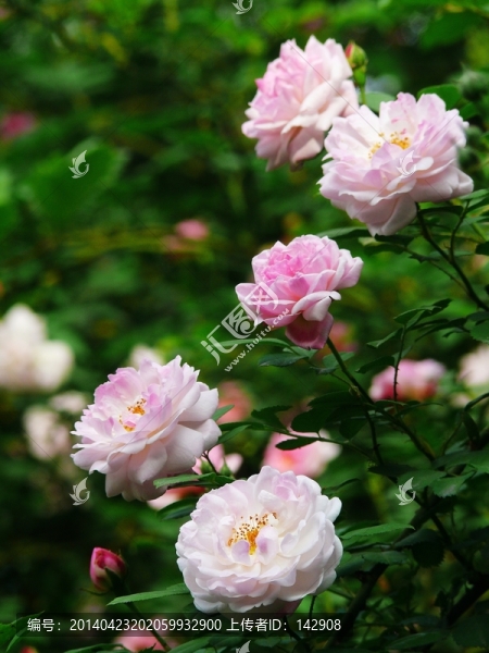 薔薇花