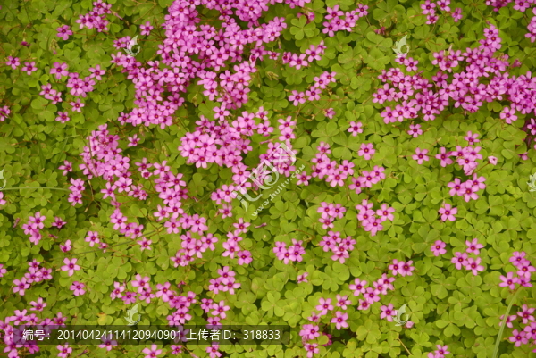 三葉草花