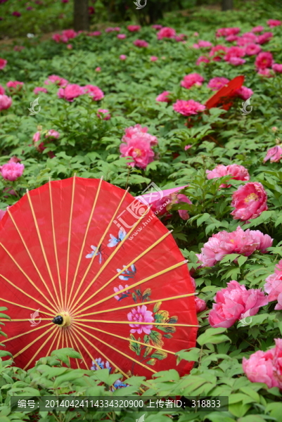 花與傘（大圖）