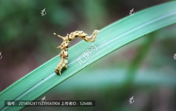 毛毛昆蟲
