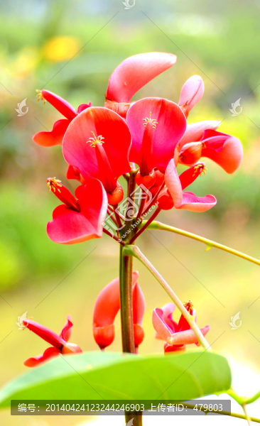 花卉