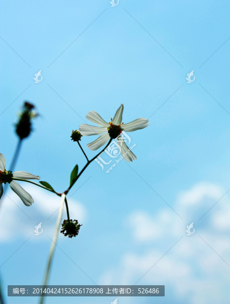 野菊