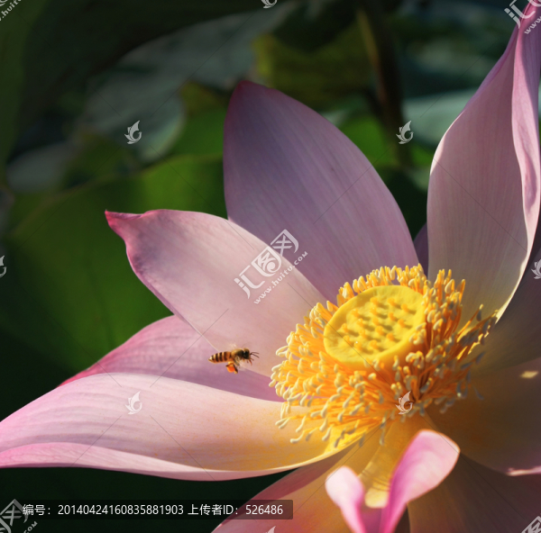 荷花與蜜蜂