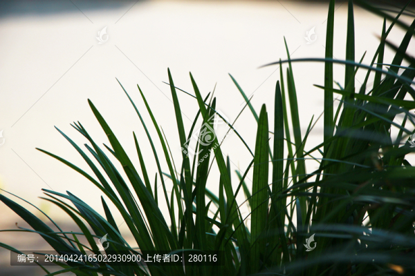 綠草