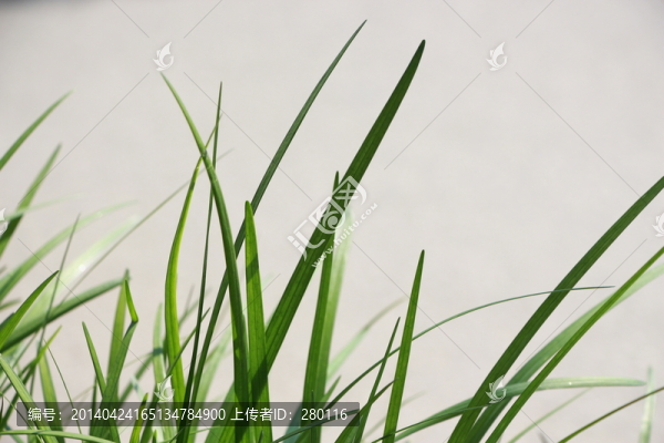 小草