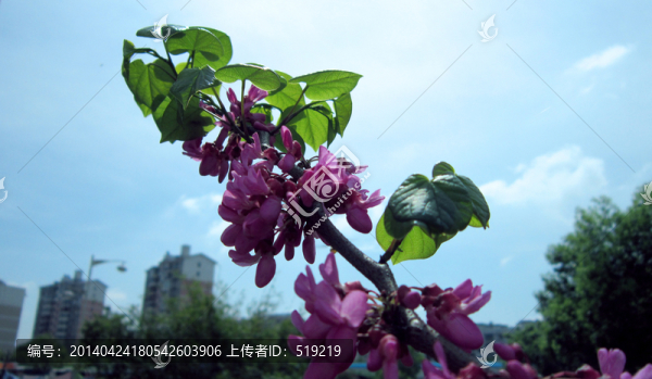 紫荊花