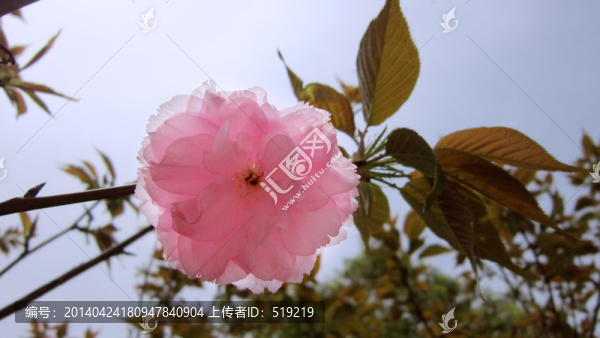 櫻花