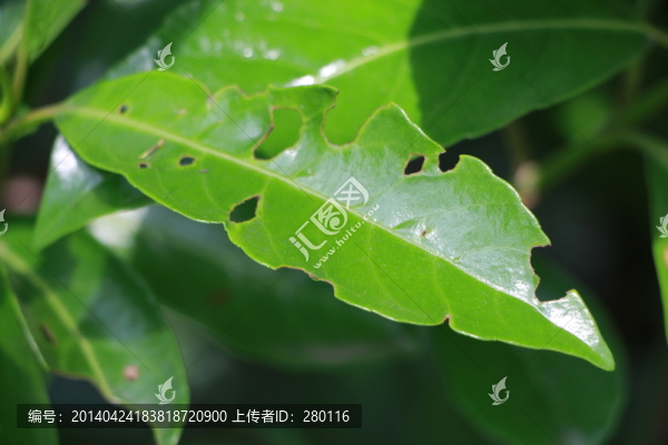 破葉