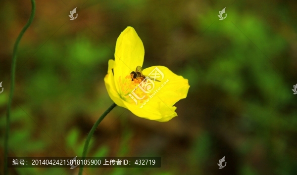 蜜蜂與野花