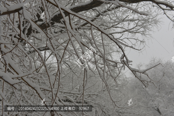 雪掛