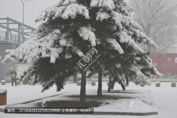雪松