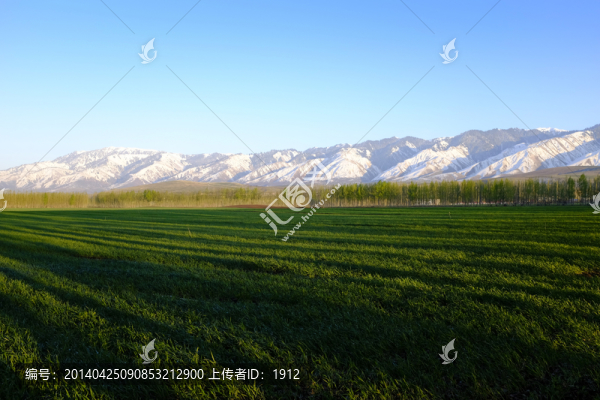 田野