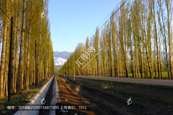 林蔭道