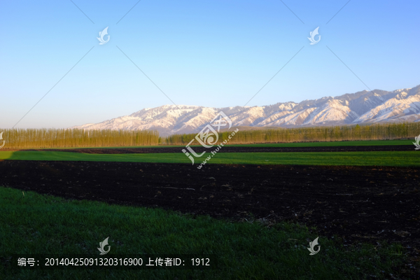 田野