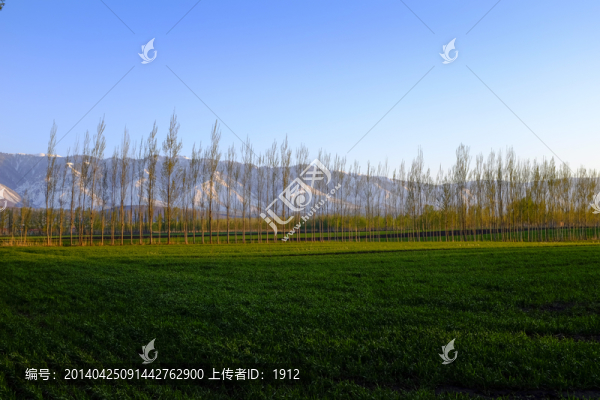 田野