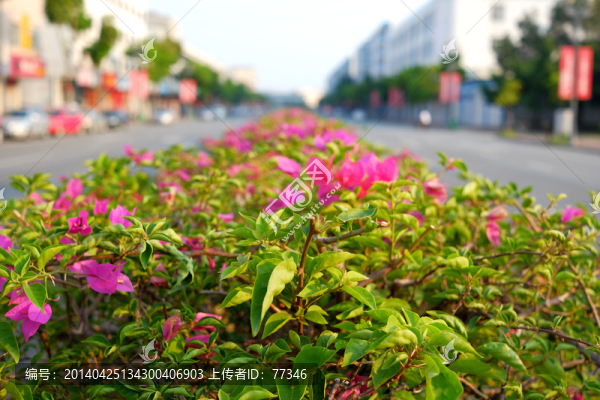 馬路中間綠化帶