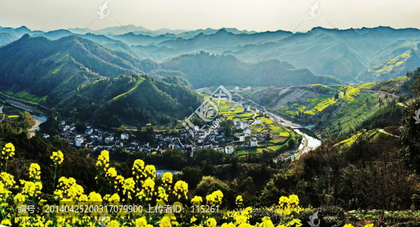 遠山油菜花