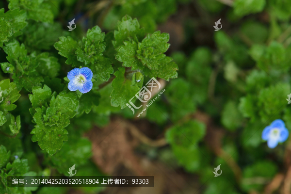 野花